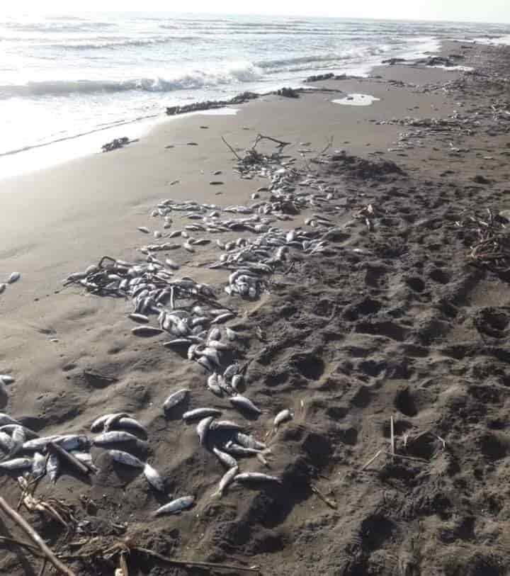 Ecocidio en Tecolutla: peces aparecen muertos a la orilla de la playa