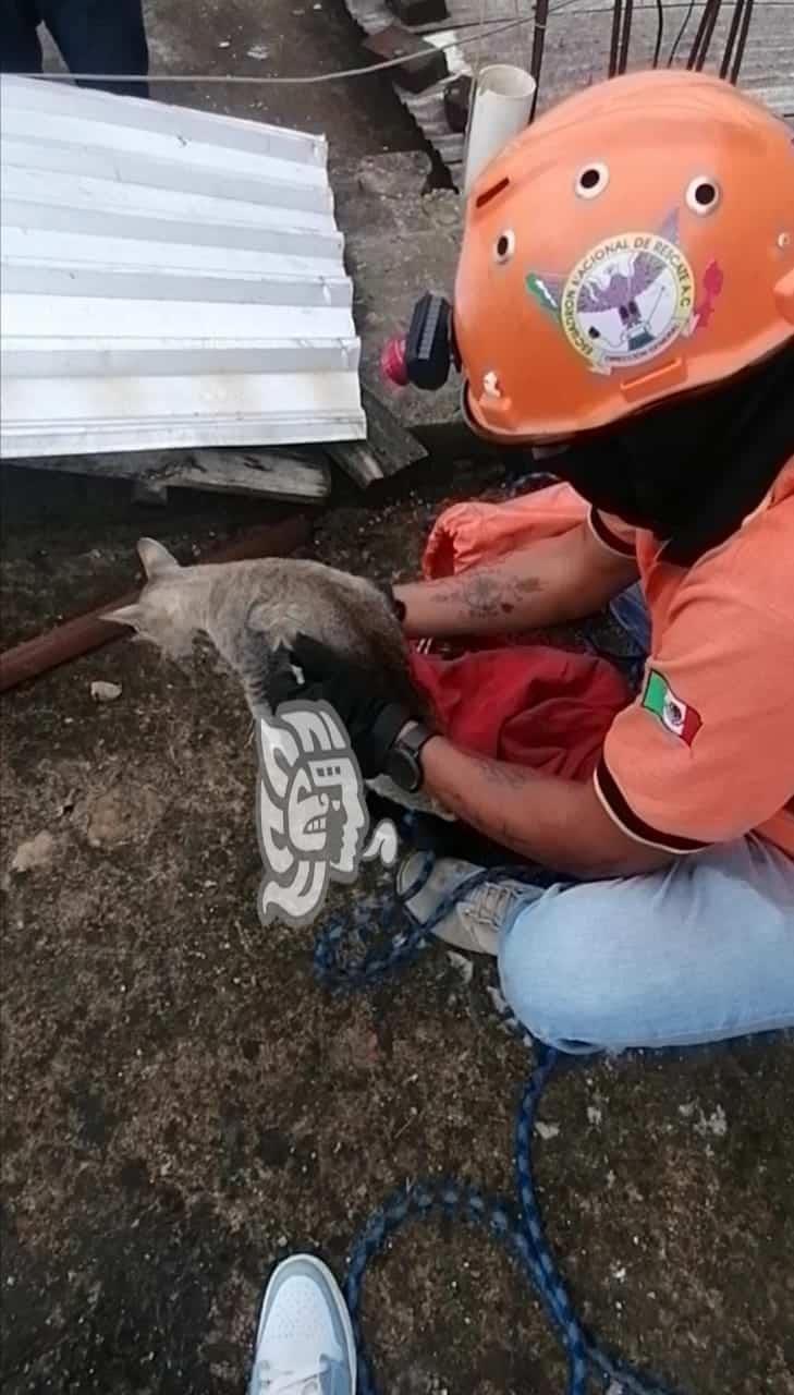 Xalapa: elementos de ENR rescatan a gatito que cayó desde profundidad de 12 metros