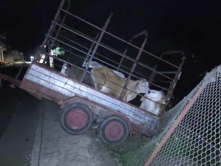 Conductor choca camioneta contra malla y abandona remolque con ganado