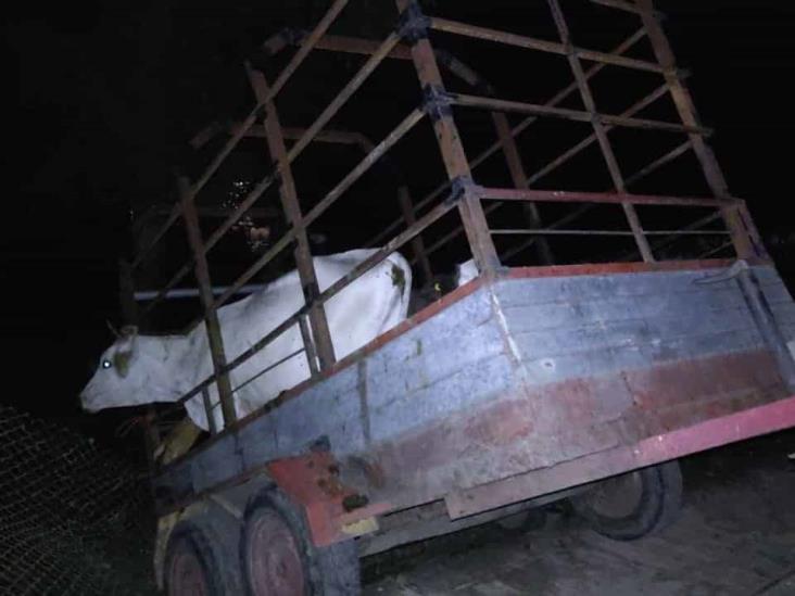 Conductor choca camioneta contra malla y abandona remolque con ganado