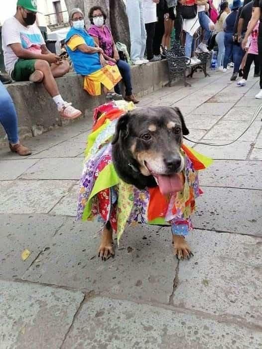 Reaparece “Mazapán” el perro que baila en la Guelaguetza en Oaxaca(+video)