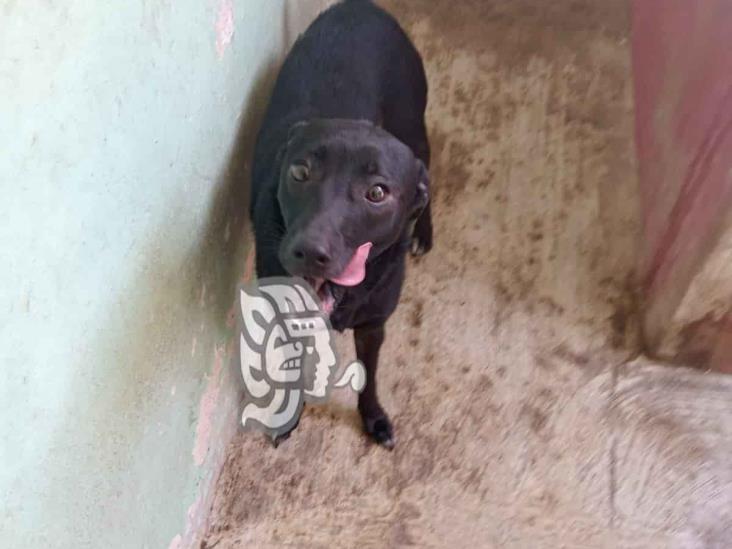 Urgen ayuda para croquetas para animales en albergues en Xalapa; aquí puedes donar