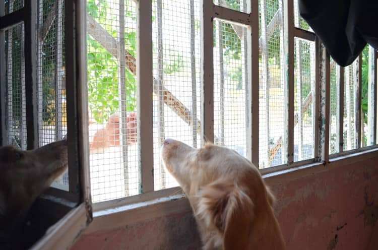 ¡Precaución! Recomiendan cuidar a mascotas en Veracruz por calor