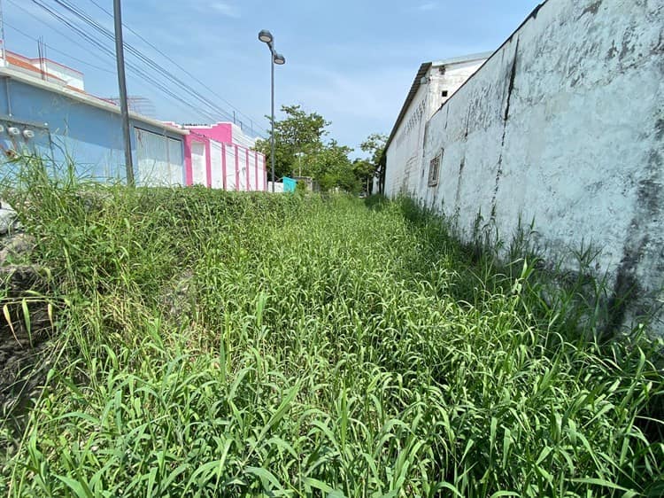 Entre maleza e inseguridad, así viven habitantes en colonia Las Amapolas en Veracruz
