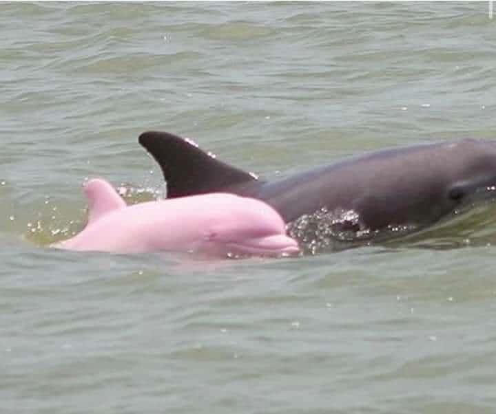 Captan delfín rosa en costas de Estados Unidos