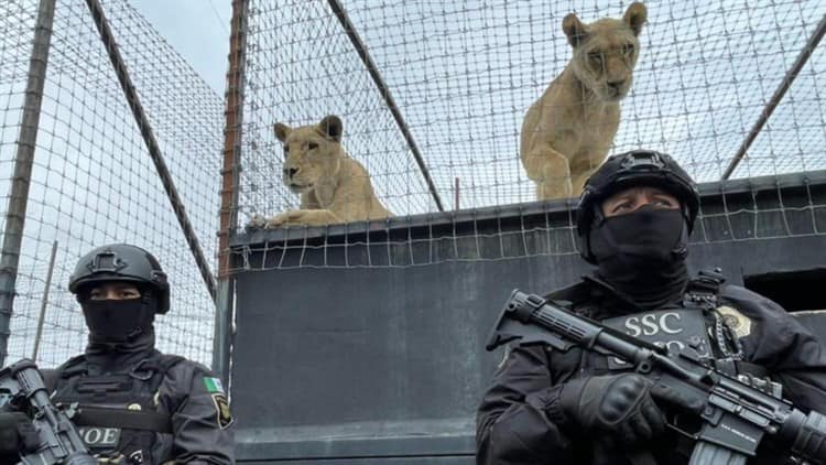 León utilizado para torturas en Veracruz es donado a Black Jaguar-White Tiger