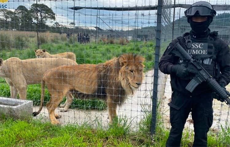 León utilizado para torturas en Veracruz es donado a Black Jaguar-White Tiger