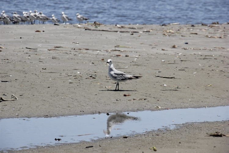 Urge dragar ríos para evitar expansión de la nueva playa en Boca del Río