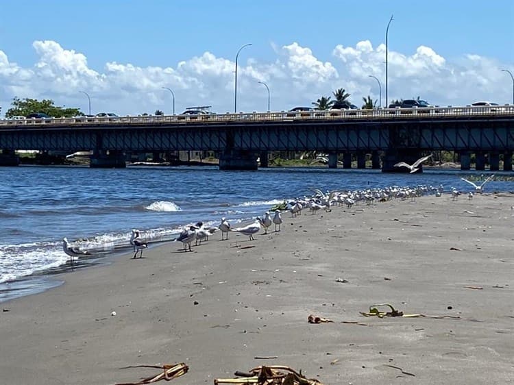 Urge dragar ríos para evitar expansión de la nueva playa en Boca del Río