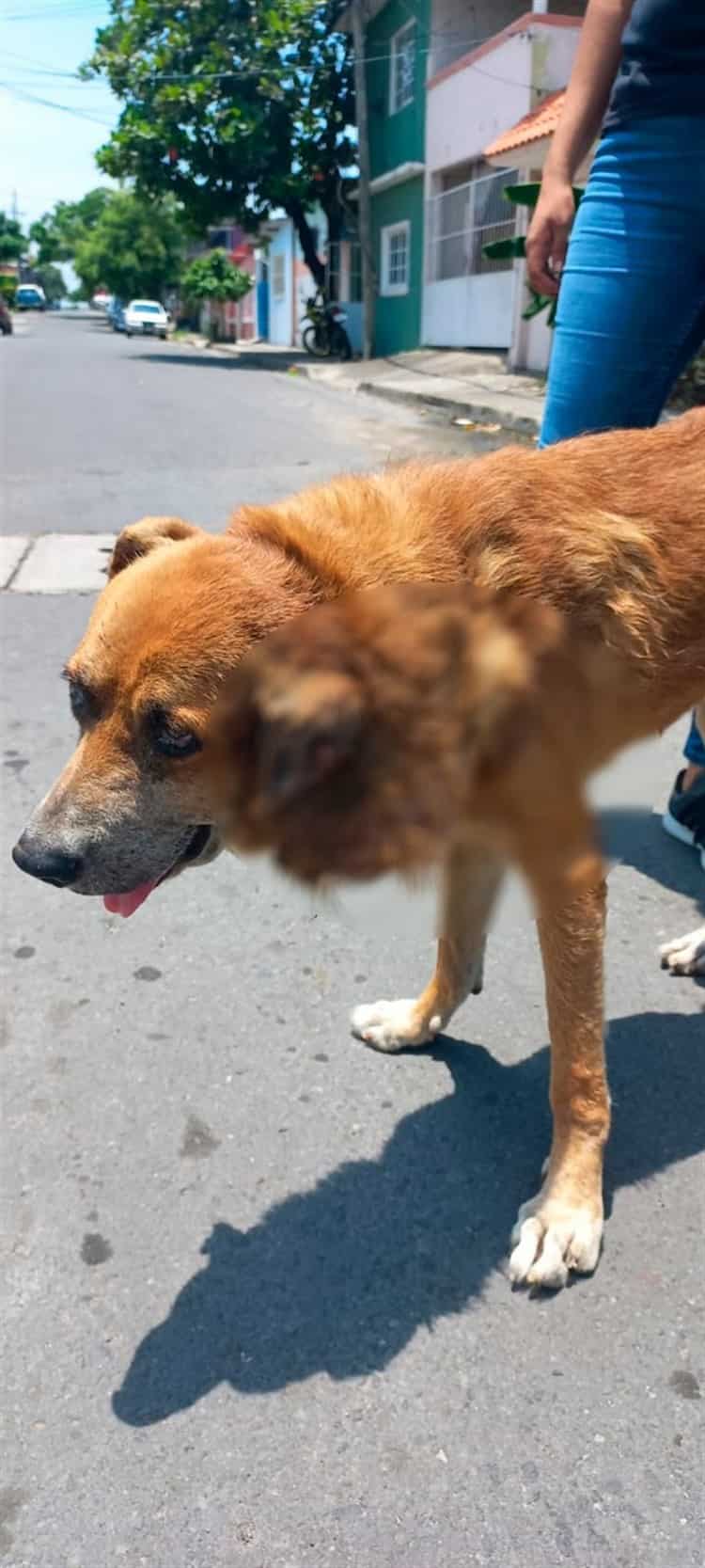 Salvan a perrito de la calle atacado por un pitbull en la colonia Hidalgo