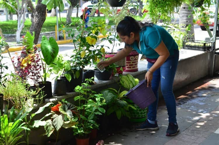 Desde hierbas aromáticas hasta plantas se ofrecen en la Expo Verano Veracruz