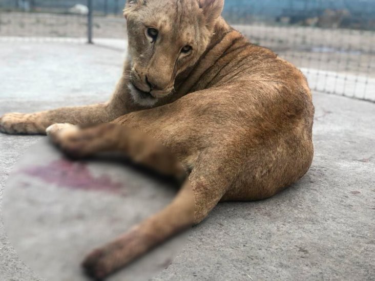 Muere leona que fue rescatada de la Fundación Black Jaguar-White Tiger
