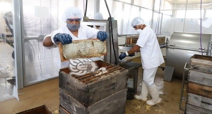 Construirán salas de extracción de miel en Pajapan y Acayucan