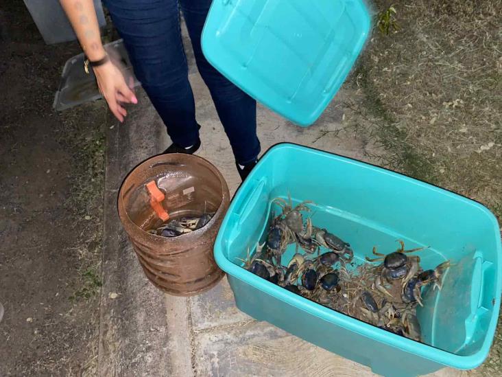 Rescate al cangrejo azul en Veracruz, una labor de voluntad