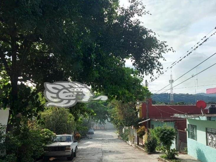 “Árboles sin podar, un riesgo durante tormentas”, reclaman en Misantla
