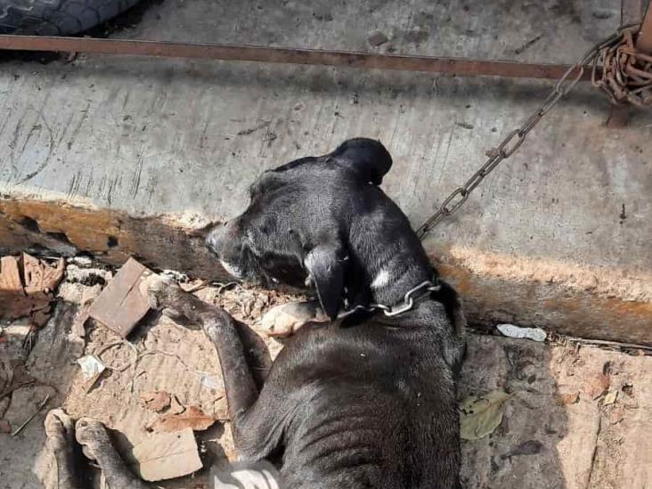 Denuncian “omisión” de ayuntamiento de Huiloapan en caso de maltrato animal
