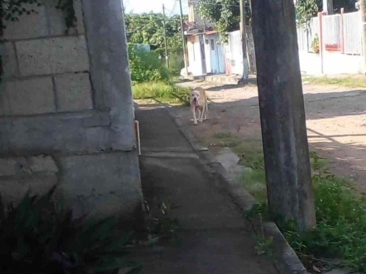 En Veracruz, vecinos de Tejería piden a protectoras de animales resguardar a pitbull