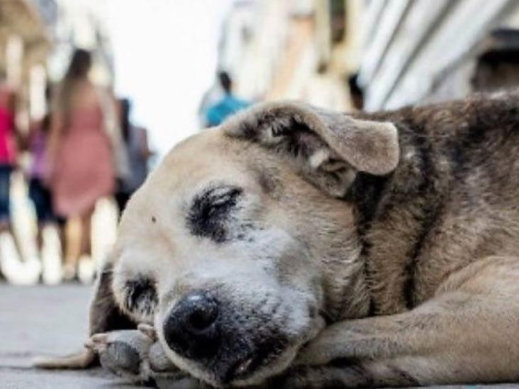 “Día Internacional del Perro Callejero”; cambiemos la vida de un lomito