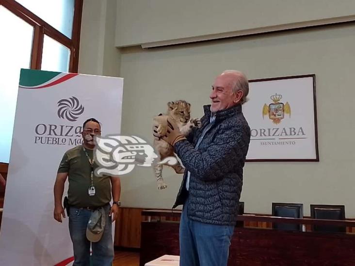 Presentan a dos crías de león, nacidas en UMA de Orizaba (+Video)