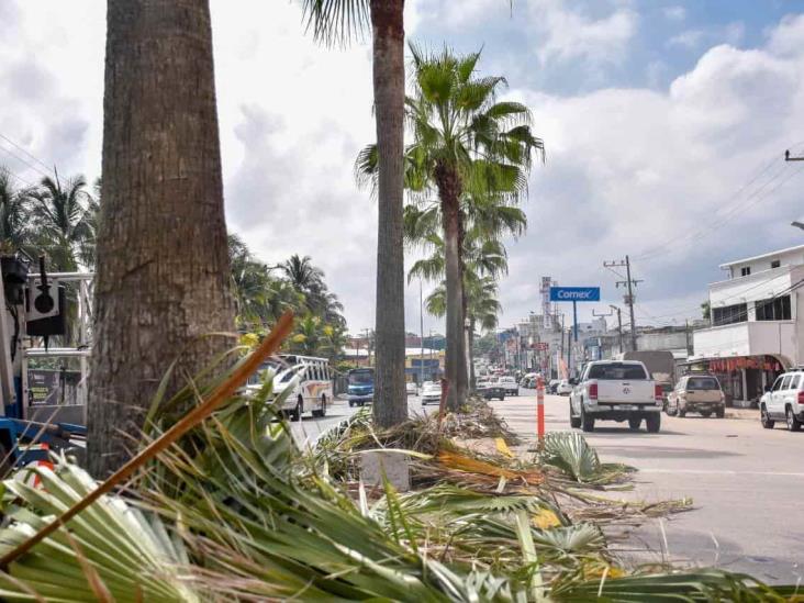 Embellece Ayuntamiento camellones de la avenida Universidad Veracruzana