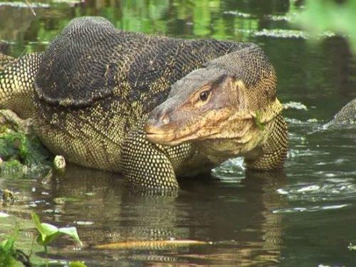 Encuentran a extraño reptil en los canales de Xochimilco
