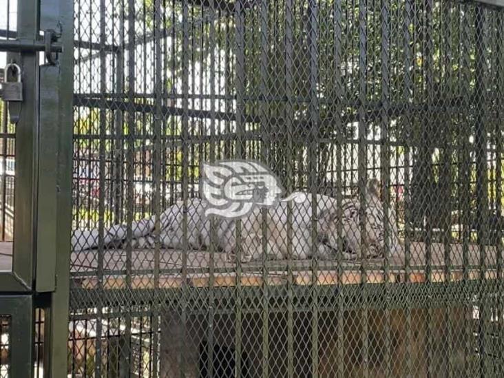 Tigre blanco llega desde santuario Black Jaguar a reserva de Orizaba