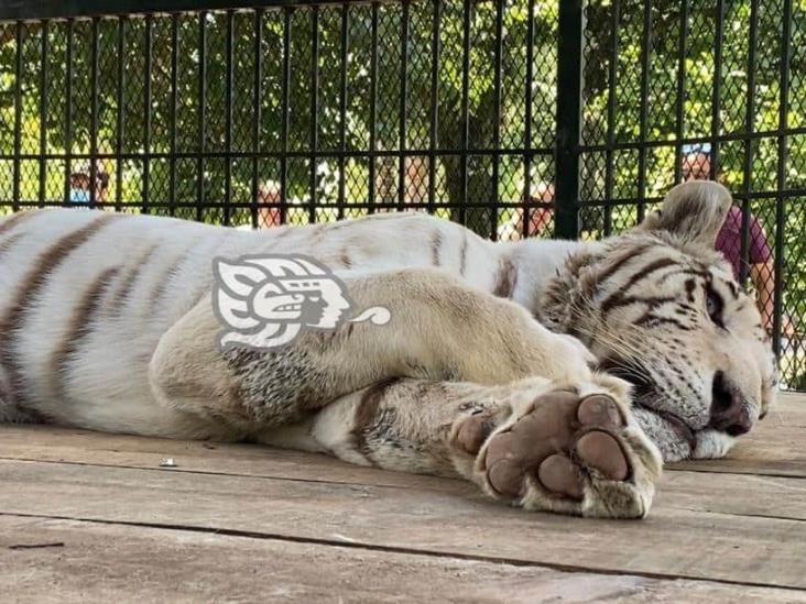 Tigre blanco llega desde santuario Black Jaguar a reserva de Orizaba