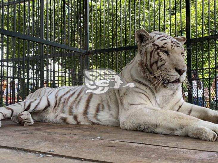 Tigre blanco llega desde santuario Black Jaguar a reserva de Orizaba