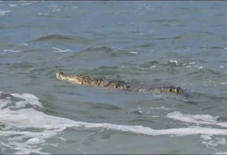 Buzo es atacado por cocodrilo cuando realizaba pesca de pulpo en Tecolutla, Veracruz