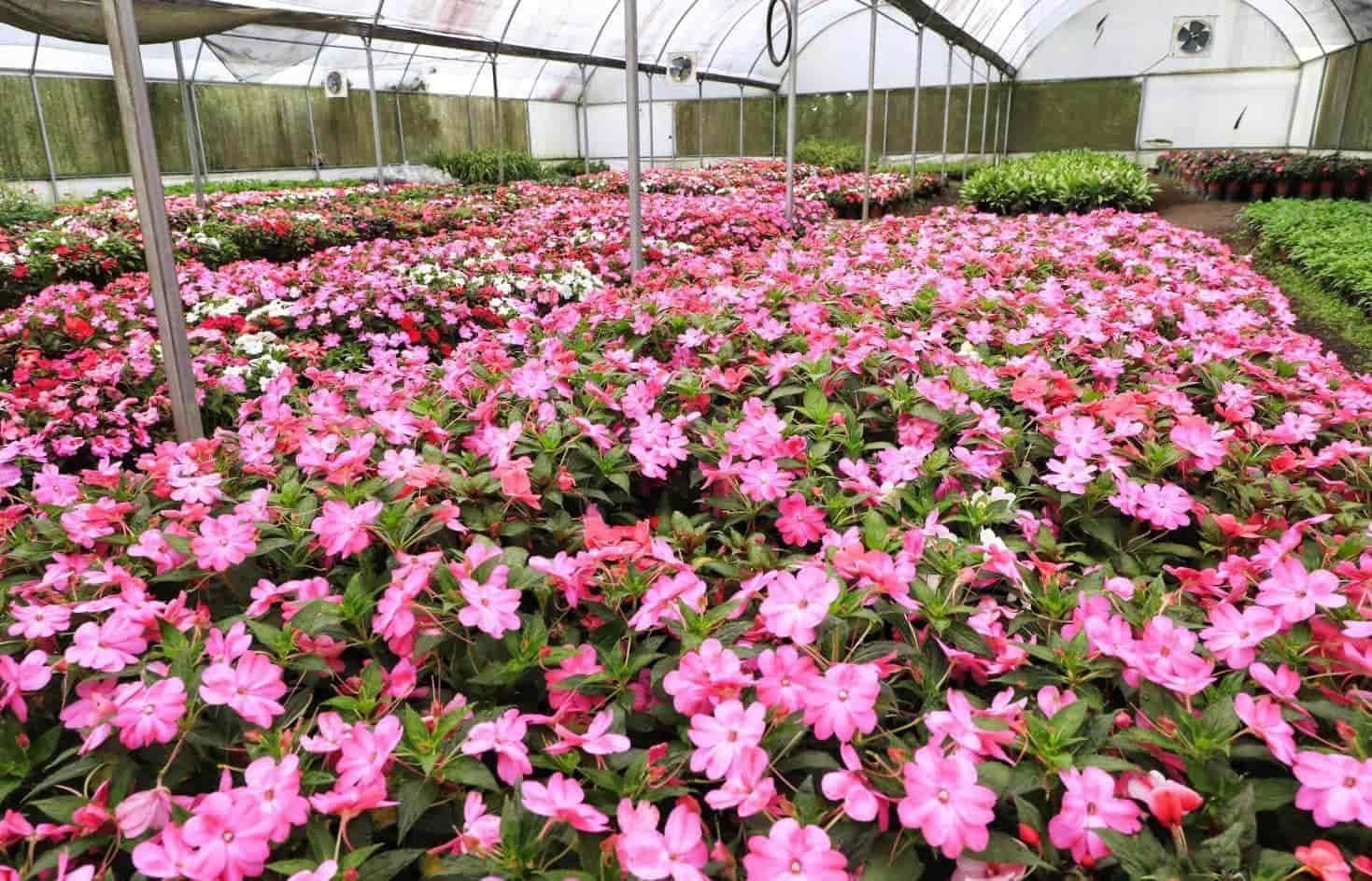 Preparan producción de plantas de ornato para celebración del Día de Muertos