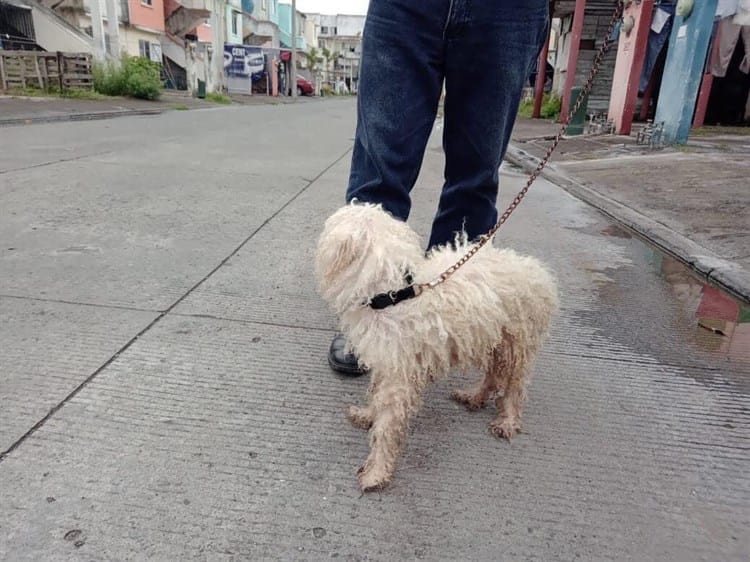Rescatan a perrito abandonado dentro de un departamento en Medellín de Bravo