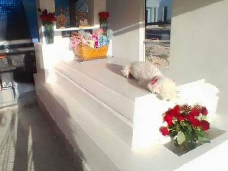 Captan a perrita ‘llorando’ sobre tumba de Debanhi Escobar
