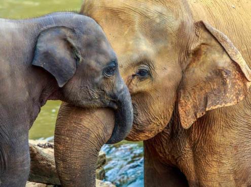 ¡Hoy se celebra el Día Mundial del Elefante! Te contamos todo acerca de esta fecha