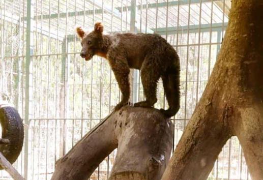 Oso que se dio pase con ‘miel loca’ es ‘bautizado’ y liberado (+ Video)