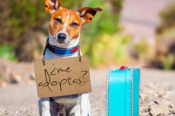 Realizarán desfile de adopción de mascotas en Veracruz
