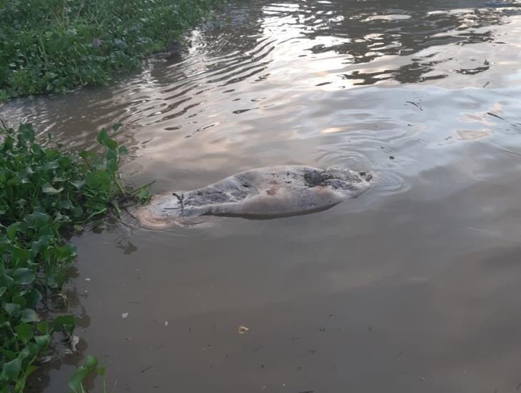 Captan a manatí muerto en el río Coatzacoalcos