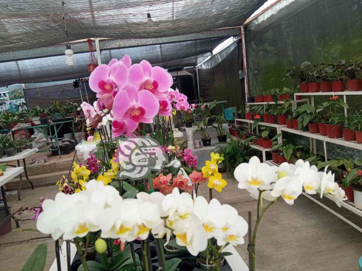 (+Video) Floricultores esperan recuperación económica, en confinamiento perdieron