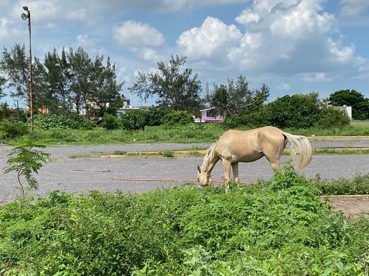 Desapareció equipo tecnológico de Casa la Tierra en Veracruz