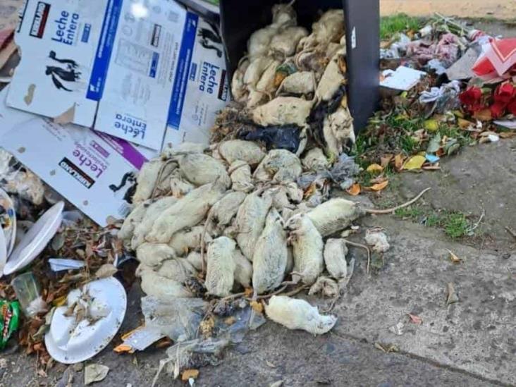 Vecinos de Xalapa denuncian acumulación de ratas muertas en 20 de Noviembre (+Video)