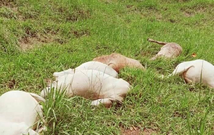 En Las Choapas, rayo mata a 8 cabezas de ganado