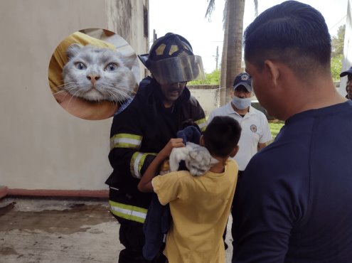 Pinky, el gato que se salvó de morir en un incendio en Veracruz (+video)