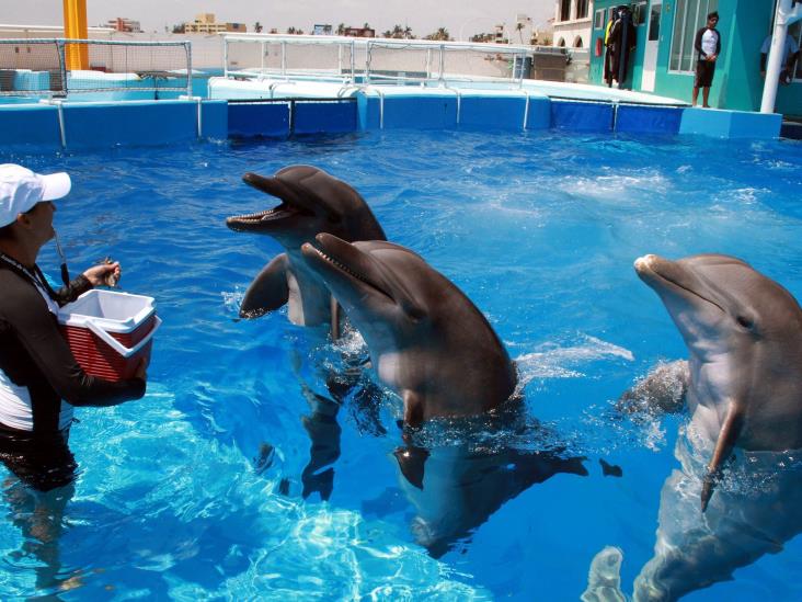 PMA prevé rehabilitación del delfinario en el Aquarium del Puerto de Veracruz