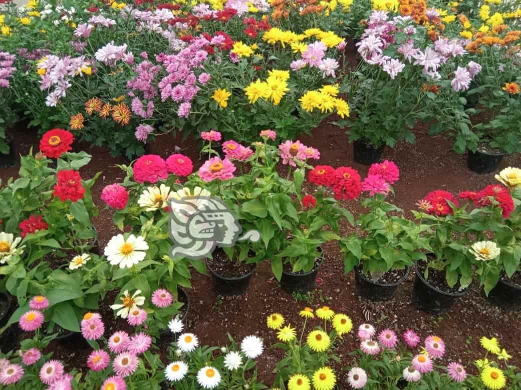 Veracruz alista flores para sus muertos; floricultura: miles viven de ellas  (+Video)