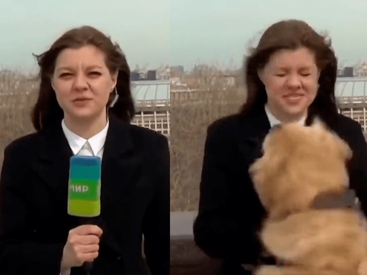 Video: Perro le roba el micrófono a una reportera durante transmisión en vivo