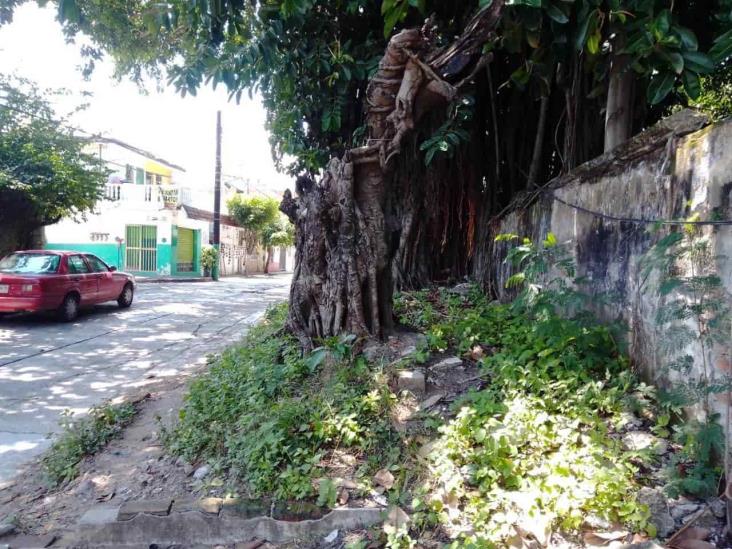 Vecinos de la Flores Magón piden ayuda para la integridad de la calle y un árbol