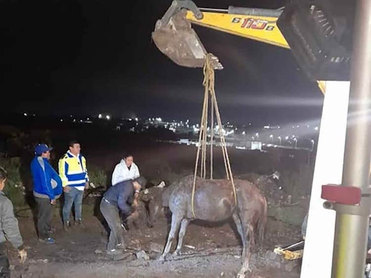En Querétaro, autoridades rescatan a caballo atrapado en coladora