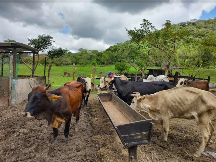Ganaderos de Veracruz luchan batalla contra carne importada de mala calidad