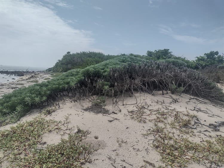 En Veracruz, asombra nacimiento de agua dulce sobre Isla Verde