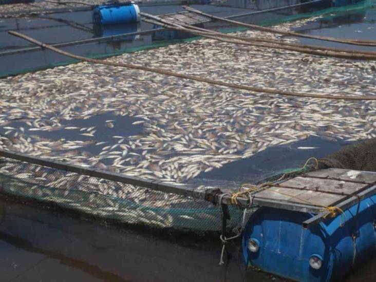 Fábrica de jugos causa mortandad de peces en río Nautla
