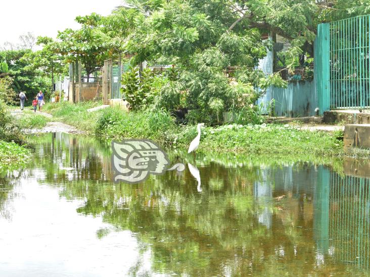 Colonia Villas de la Ribera, más de 30 años entre aguas de drenaje (+Video)